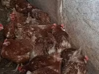 Chickens — fotografija 1