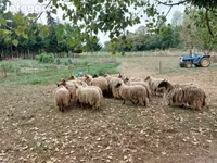 Ovce (partija, pol nije naveden), Racka sheep — fotografija 1