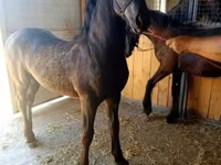 公马, Friesian — 照片 1
