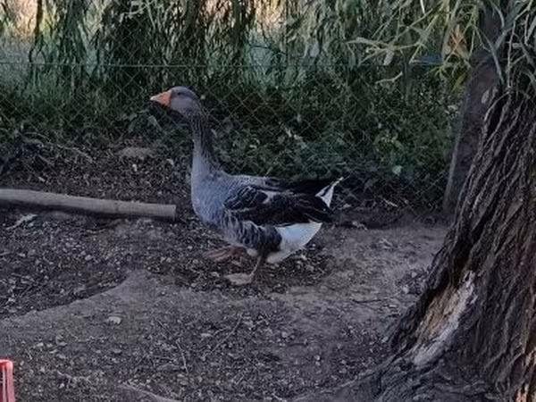 Geese — Węgry