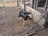 Goats (batch, sex not specified), Goats — photo 3