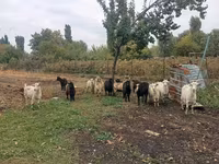 Cabra, Alpine goat — foto 1