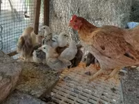 Chickens — الصورة 1