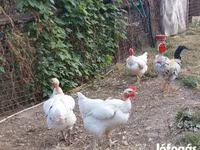Chickens — الصورة 3