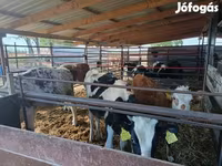 公牛, Cattle — 照片 1