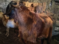 Jarac, Kamori goats — fotografija 2