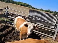 Cow, Simmental cattle — photo 2