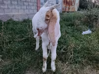Jarac, Gulabi goats — fotografija 2