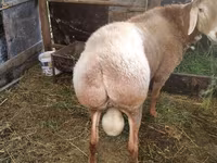 Ovan, Rambouillet sheep — fotografija 5