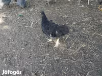 Chickens — 照片 2