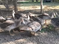 Ducks — foto 2