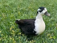 Ducks — Foto 3