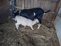 Cabra, Cabras — foto 2