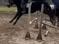 Aygʻir, Hungarian horse breed — 2-rasm