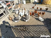 Geese — फ़ोटो 3