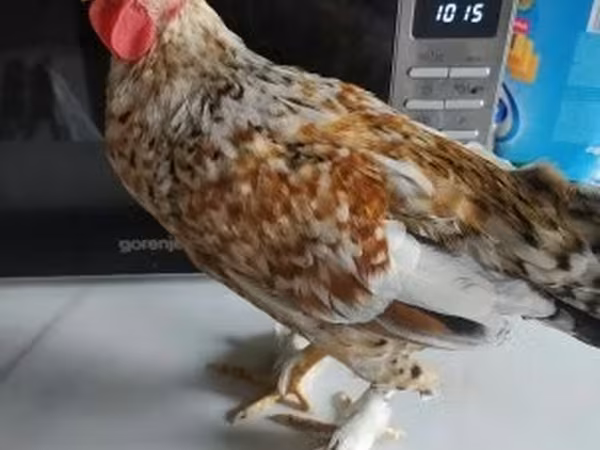 Bantam japonesa