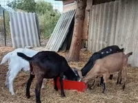 Koza, Kozy — zdjęcie 3