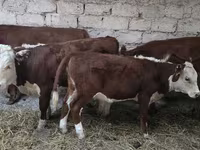 गाय, कजाख़स्तानी सफेद सिर वाली गाय — फ़ोटो 4