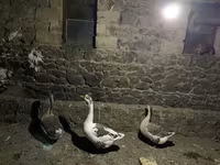 Geese — 写真 1
