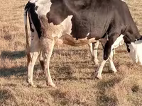 Krava, Latvian Blue cattle — fotografija 2