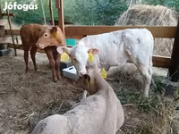 Touro, Simmental cattle — foto 8