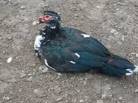 Ducks — zdjęcie 3