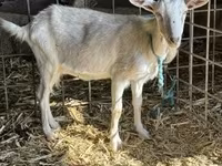 公山羊, Goats — 照片 1