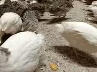 Quails — الصورة 5