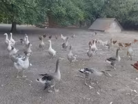 Geese — الصورة 2