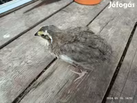 Quails — फ़ोटो 5