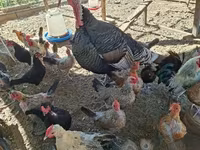 Turkeys — foto 1