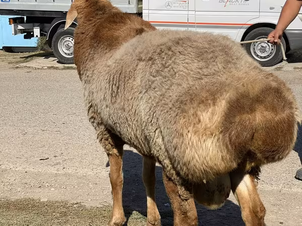 Қошқар, Arashan sheep