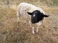 Widder, Dorper sheep — Foto 1