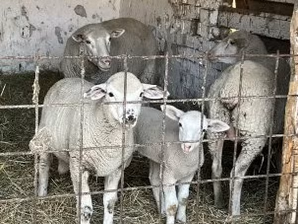 Ovelha, Ovelhas — Hungria