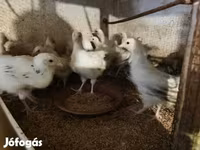 Turkeys — Foto 2