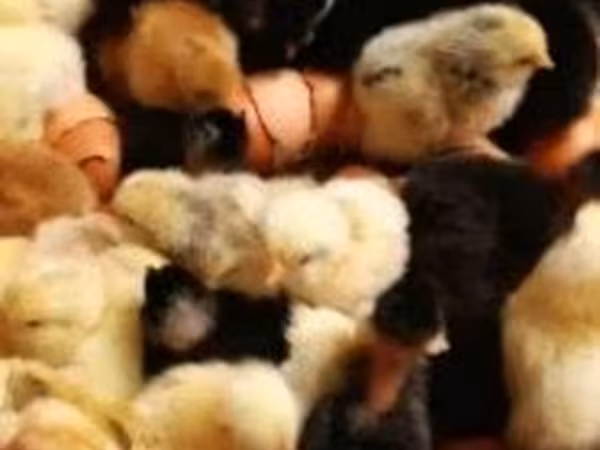 Chickens