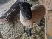 Qoʻchqor, White Suffolk sheep — 2-rasm