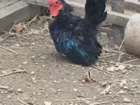 Chickens — fotografija 3