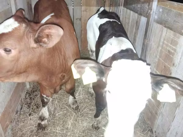 Byk, Simmental cattle