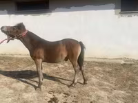Koń, Konie — zdjęcie 3