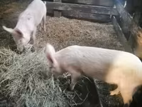 母猪, Pigs — 照片 2