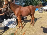 Horse (M), Kisber felver — photo 2