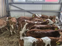 Goveda (partija, pol nije naveden), Simmental cattle — fotografija 2