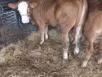 Buqa, Simmental cattle — 1-rasm