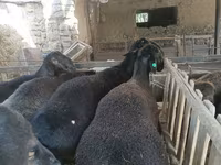 Ovan, Rhon sheep — fotografija 6