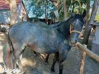Horse (M), Horses — photo 5