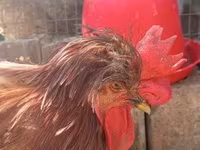 Chickens — Foto 6