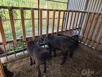 Baran, Hissar sheep — zdjęcie 2