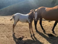 Aygʻir, Appaloosa — 2-rasm
