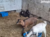 公山羊, Goats — 照片 2